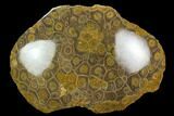 Polished Fossil Coral (Actinocyathus) - Morocco #128182-1